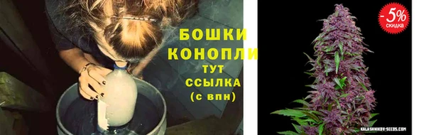 сатива Каменка